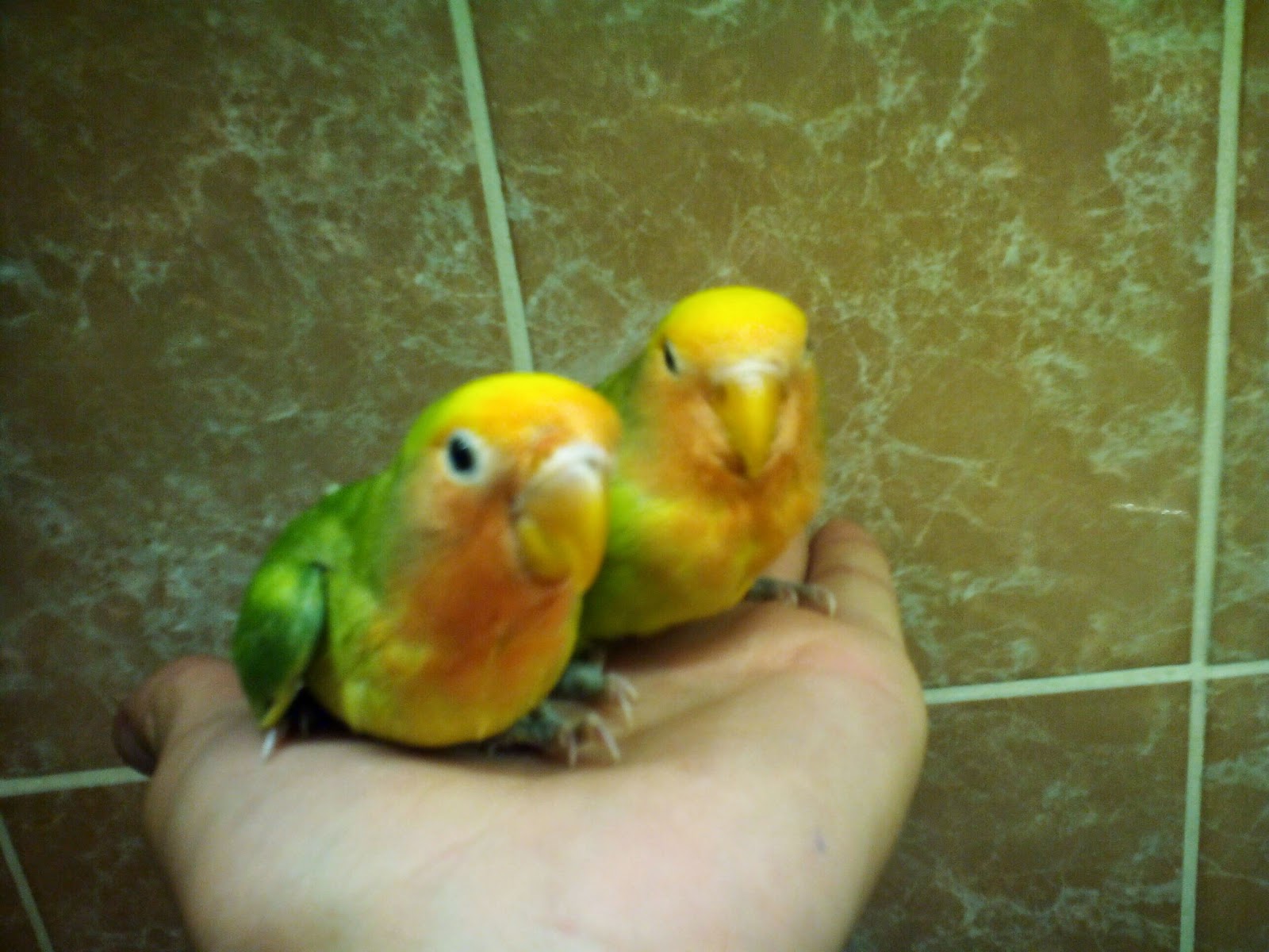 pitome papige 07/30/14