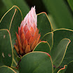 IMG_9733N2.JPG