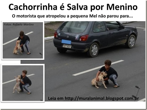 Cachorrinha é Salva por Menino