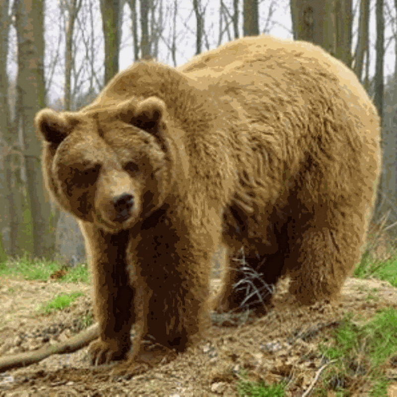 Iniciativa “Frutos para el Oso” Protección de los Animales Salvajes