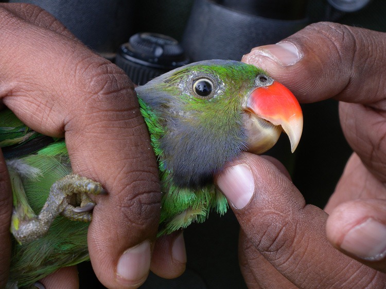[parakeet2%2520ad%255B3%255D.jpg]