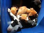 Puppy Breath