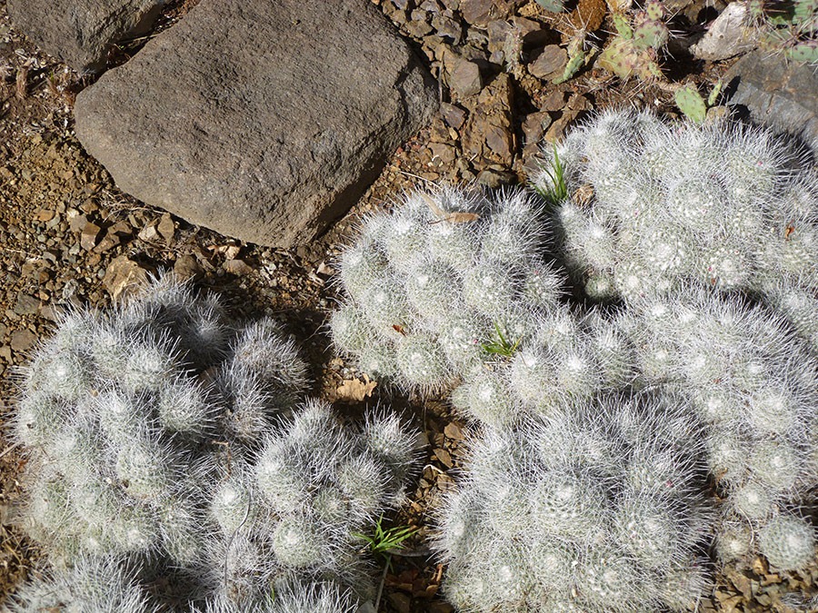 [111008_rbg_Mammillaria-geminispina_02%255B3%255D.jpg]