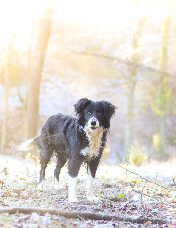 [snow%2520dog-3480%255B8%255D.jpg]