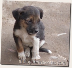 perro mestizo cachorro