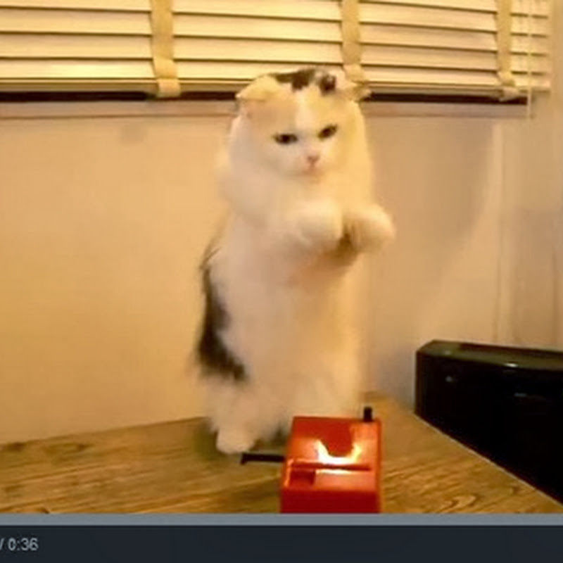 Γάτα παίζει theremin