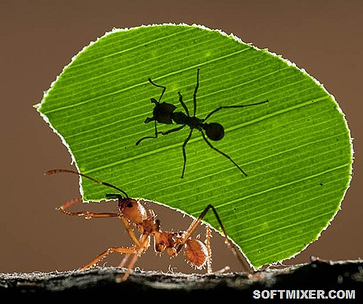 ant_rider_bence_mate ant_rider_bence_mate