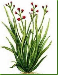 Palmarosa Palmarosa