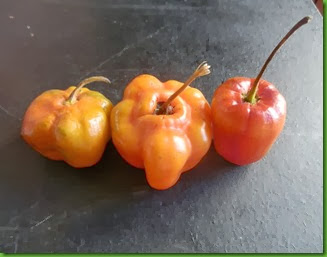 PA070081 PA070081