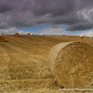 Alf Whyte - Autumn Field.jpg