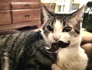 [cat%2520stache%25201%255B7%255D.jpg]