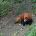 Chengdu Research Base of Giant Panda Breeding : panda rouge