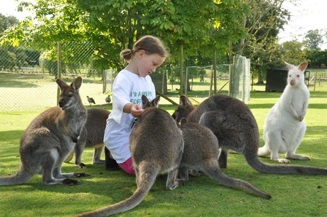 [Jemima%2520feeding%2520Wallabies%2520DSC_1366%255B6%255D.jpg]