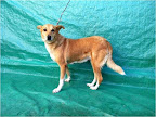 Claudia. Hembra 3 años. Muy amorosa, tierna, tranquila