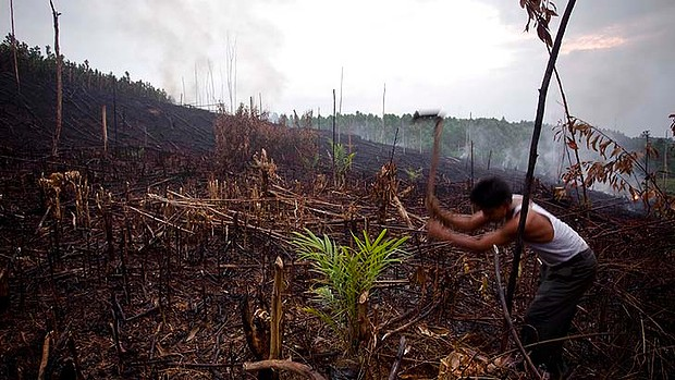 Deforestation in Aceh, Indonesia. A new government plan will allow for companies to exploit Indonesian forests, threatening orang-utans, tigers, Sumatran rhinos, and other endangered species. Photo: Getty Images