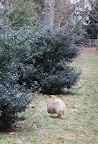Now he's dashing into the bushes!  You never know what could be lurking in there.