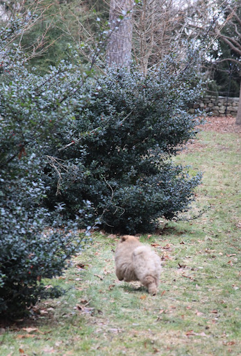 Now he's dashing into the bushes!  You never know what could be lurking in there.