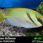 Siganus_doliatus.jpg