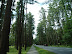 Avenue of the Pines