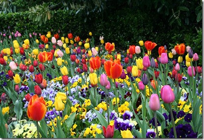 tulipas tulipas