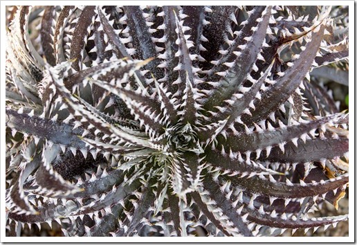 120928_SucculentGardens_Dyckia-NOID