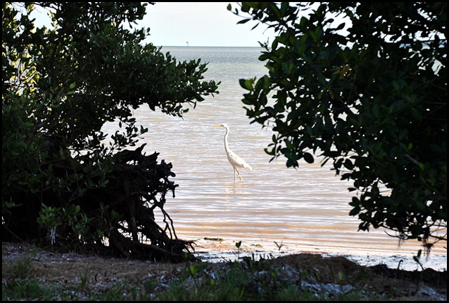 01l3 - Afternoon Florida Bay Tent Area Walk