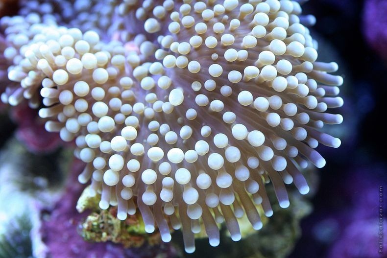 corals-1 corals-1