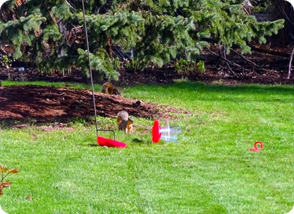 squirrel and feeder