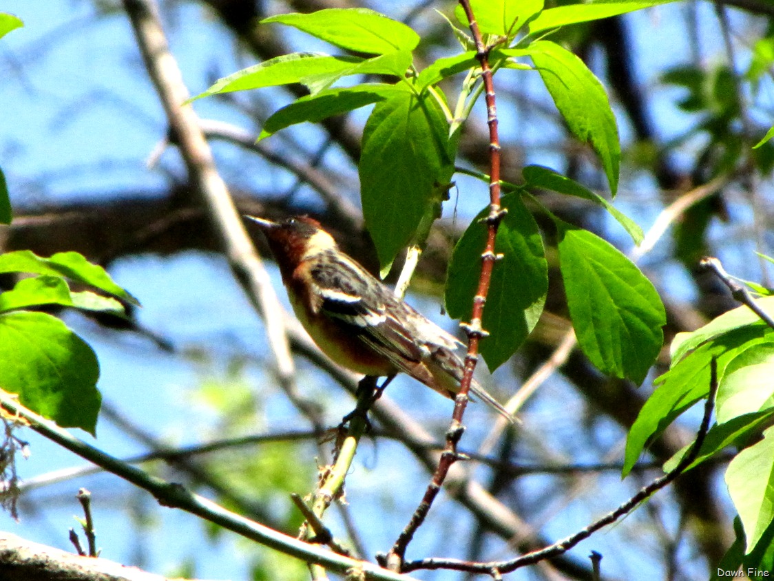 [Bay-breasted-Warbler-314.jpg]