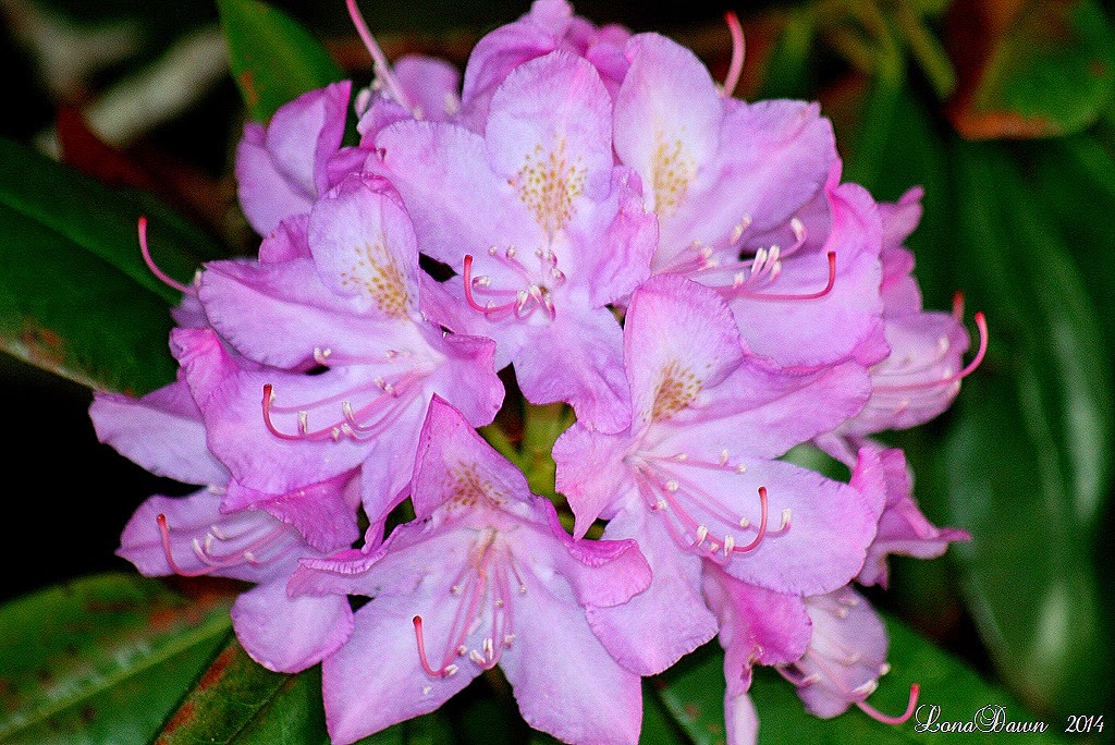 [Rhododendron%255B10%255D.jpg]
