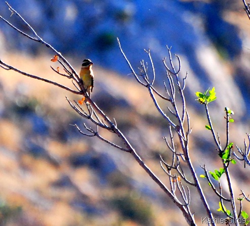 3. grosbeak-kab 3. grosbeak-kab
