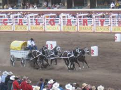Chuckwagon race Chuckwagon race