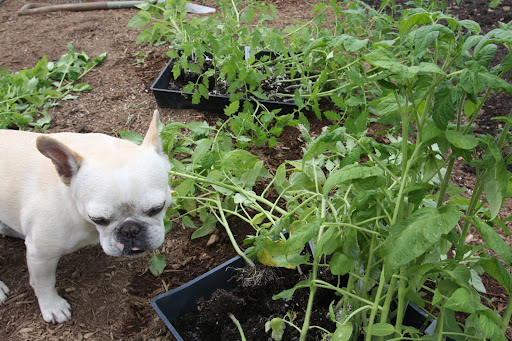 Hey Shaun and Wilmer!  Did you know that the tomato is native to western South America and Central America?  In 1519, the Spanish discovered tomatoes growing in Montezuma's very own gardens!