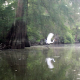 Two OClock Bayou Paddle July 14, 2012 - IMG_0057.JPG