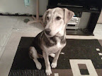SISSU un lindo macho de 1 año muy cariñoso y sociable con humanos y perros excelente compañía se el afortunado en adoptarlo ¡¡¡