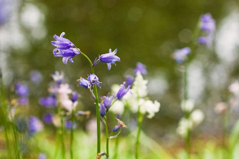Bluebells-2