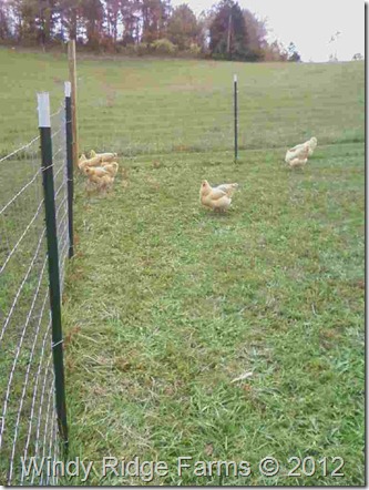 Garden Update - Chickens (2) Garden Update - Chickens (2)