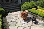 See, I'm tied to the porch and I really want to go for a walk with you guys, but I can't.