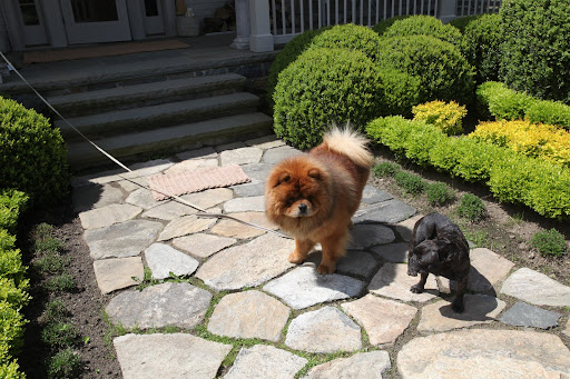 See, I'm tied to the porch and I really want to go for a walk with you guys, but I can't.