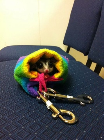 [funny-animals-cute-20%255B2%255D.jpg]