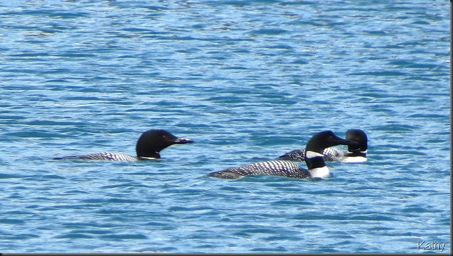 3 loons
