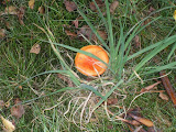 Photo34 111105 Wildwedstrijd