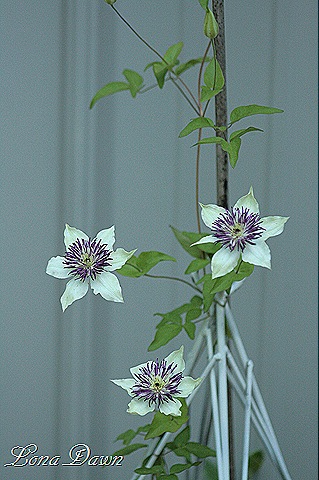 [Clematis_Florida_Sieboldii%255B9%255D.jpg]