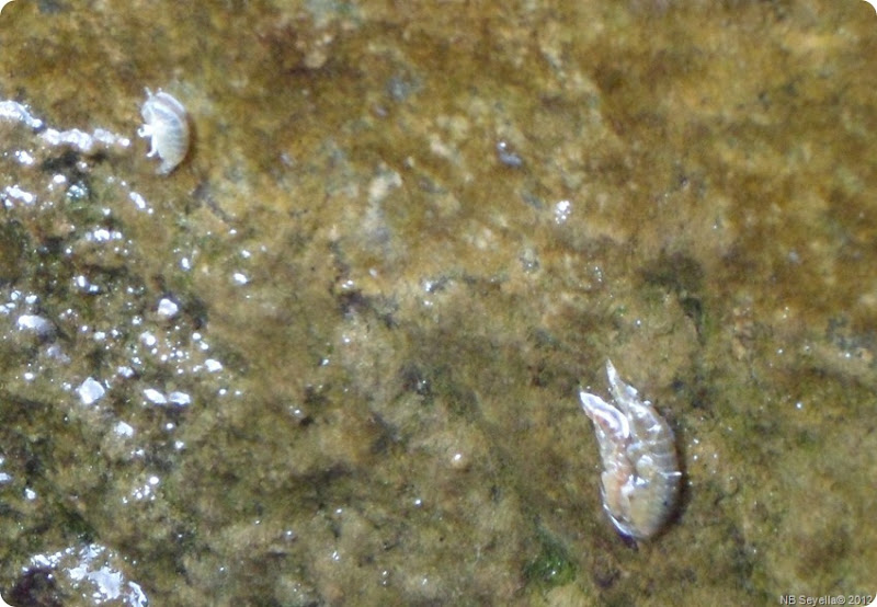SAM_0021 Shrimps in Dutton SAM_0021 Shrimps in Dutton