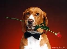[cachorro%2520apaixonado%255B2%255D.jpg]