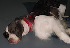 Sleeping beauty! An English Springer Spaniel rests before her big competition