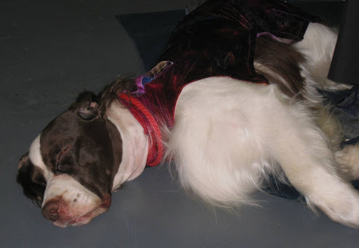 Sleeping beauty! An English Springer Spaniel rests before her big competition