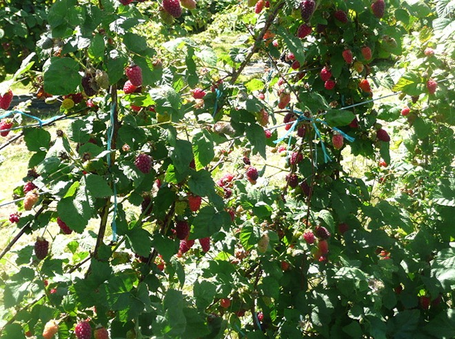 Raspberries