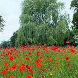 DSCF7383.jpg