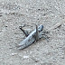 2013_03_02_grasshopper